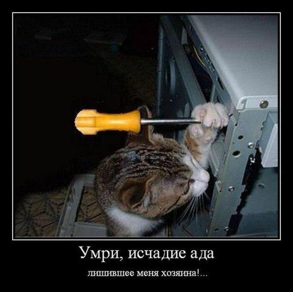 Елена Цыба | Белгород