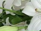 Ирина Костина | Ульяновск