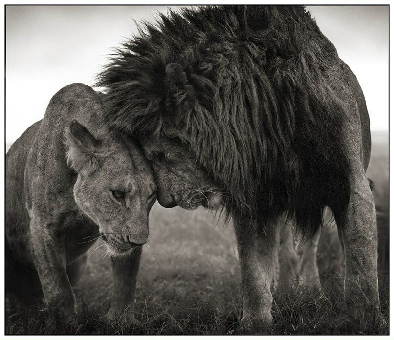 Александр Чаговец | Los Angeles