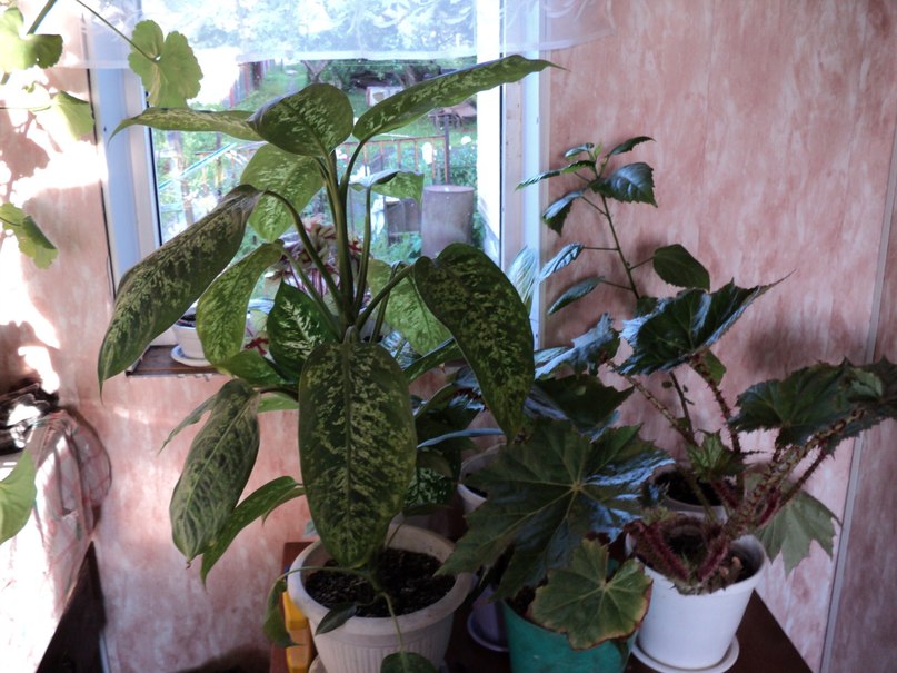 Ирина Сметанина | Рыбинск