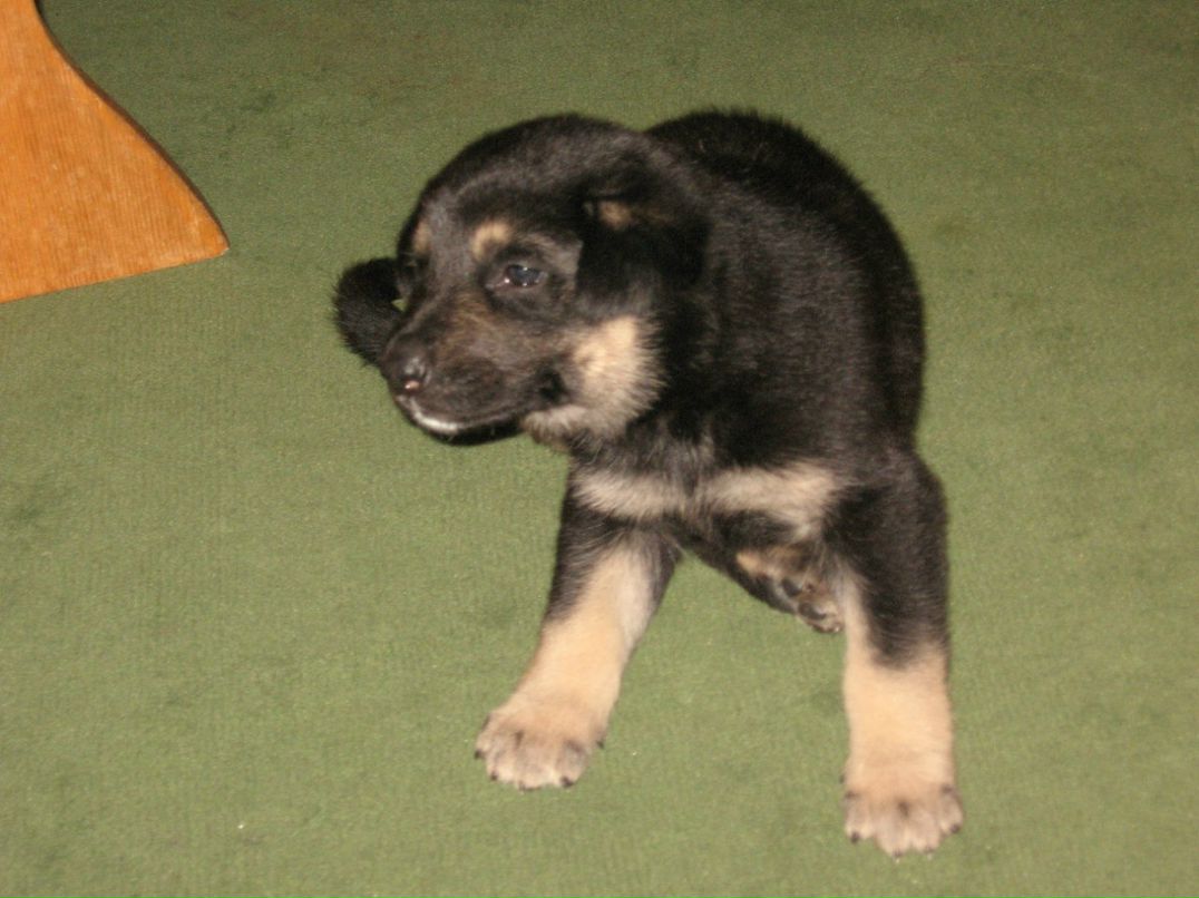 Иван Цветков | Ярославль