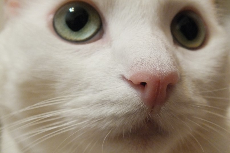 Наталья Суворова (Касьянова) | Санкт-Петербург