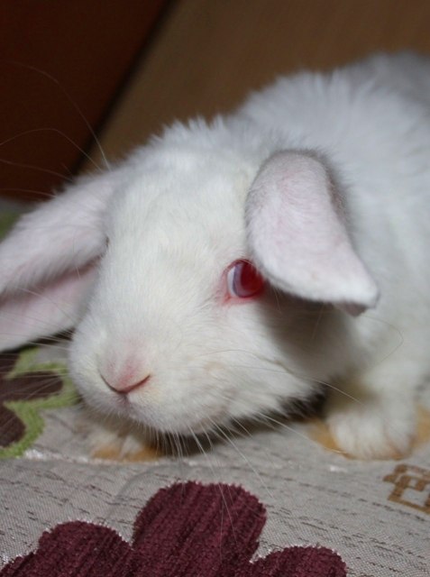 Дина Владыкина Андреевна | Санкт-Петербург