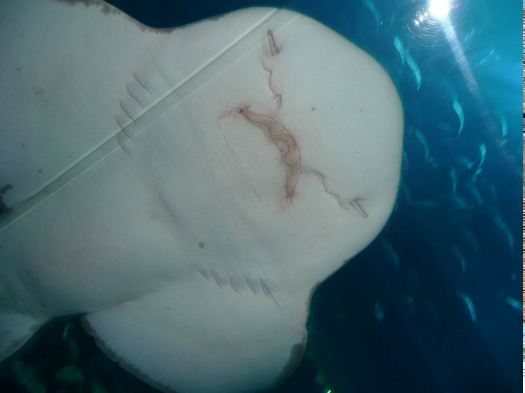 Светлана Шлехт | Ростов-на-Дону