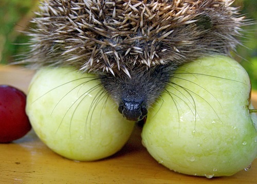 №1, Ирина Езимова, Ростов-на-Дону №1, Ирина Езимова, Ростов-на-Дону