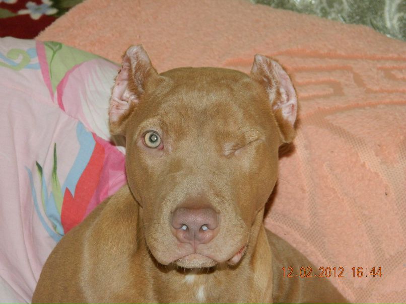 Богдан Бачин | 