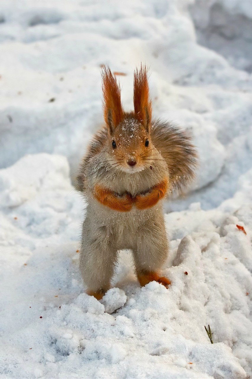 Наталья Горбулина | Москва