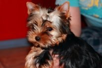 Александра Кокун | | Одесса