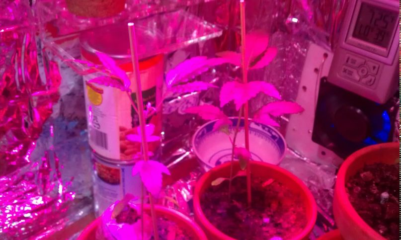 Марат Астафьев | Barnegat