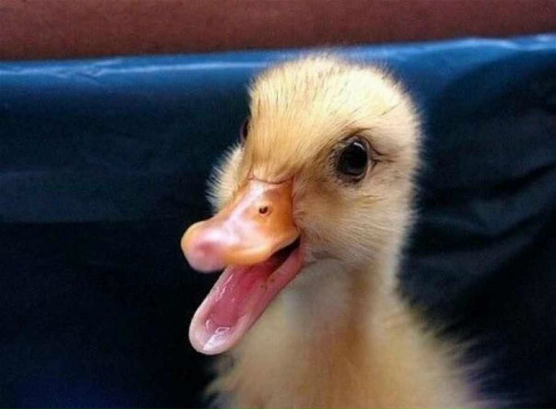 Ольга Кручинина-Гусева | Люберцы