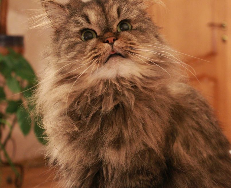 Анастасия Гончарова | Melbourne