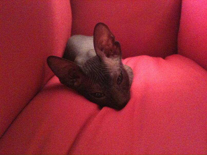 Анастасия Абакумова | Кемерово