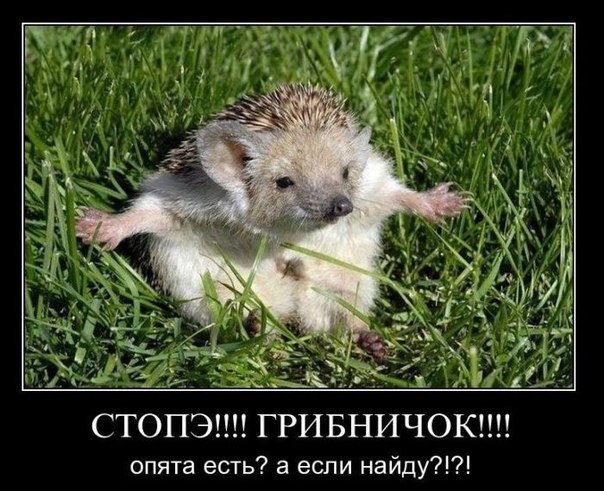 №47, Руслан Маценко №47, Руслан Маценко