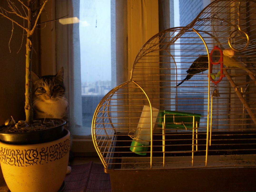 Кацура Маньчжурская 桂滿 | Санкт-Петербург