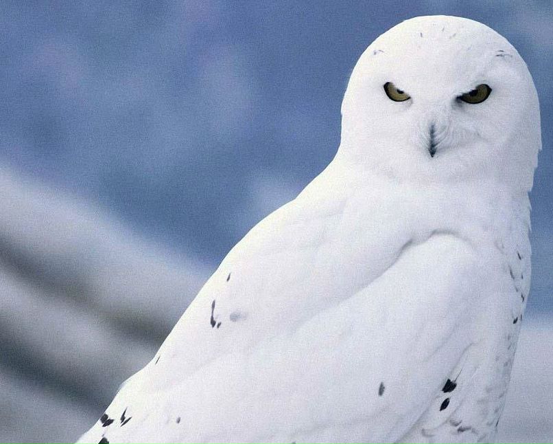 Дора Нуйа | Москва