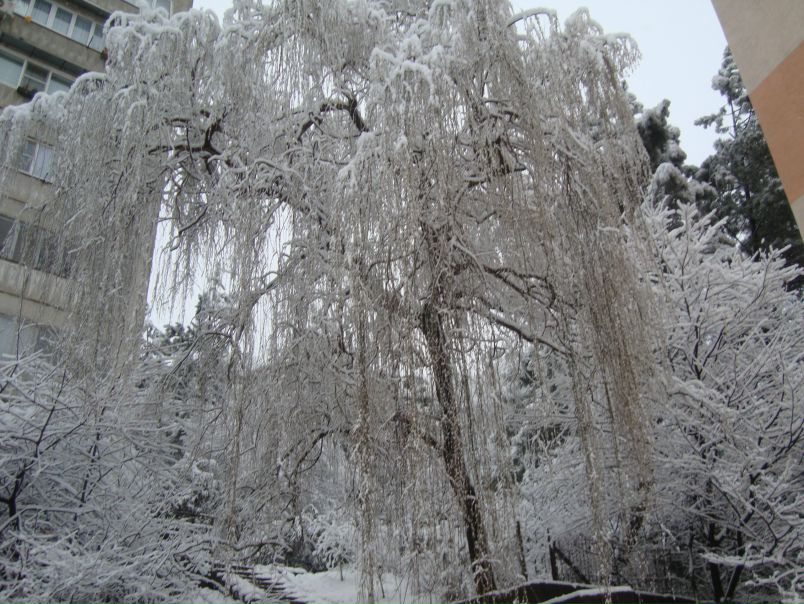 №15, Васёк Гришко №15, Васёк Гришко