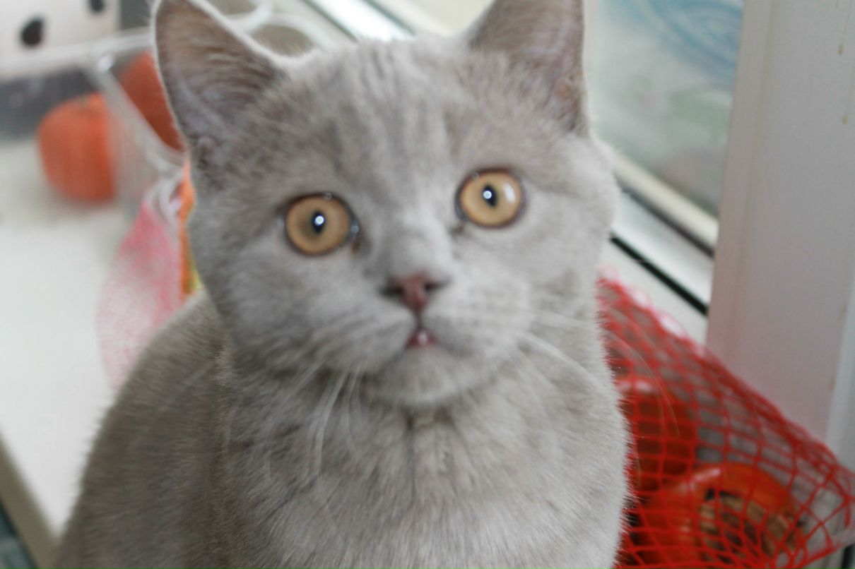 Катерина Прошкина | 