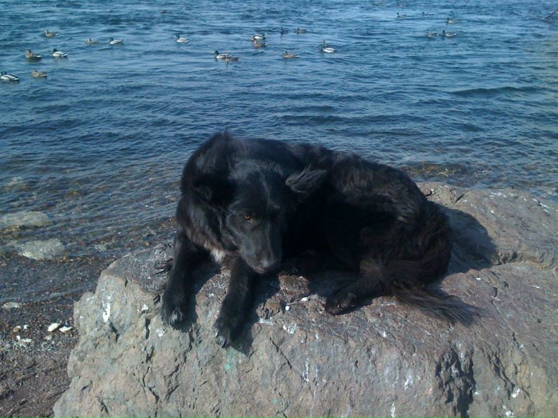 Андрей Соколов 