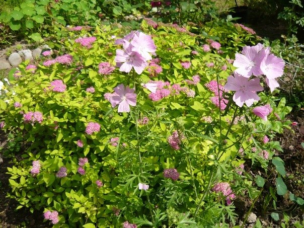 Алла Столярова | Санкт-Петербург