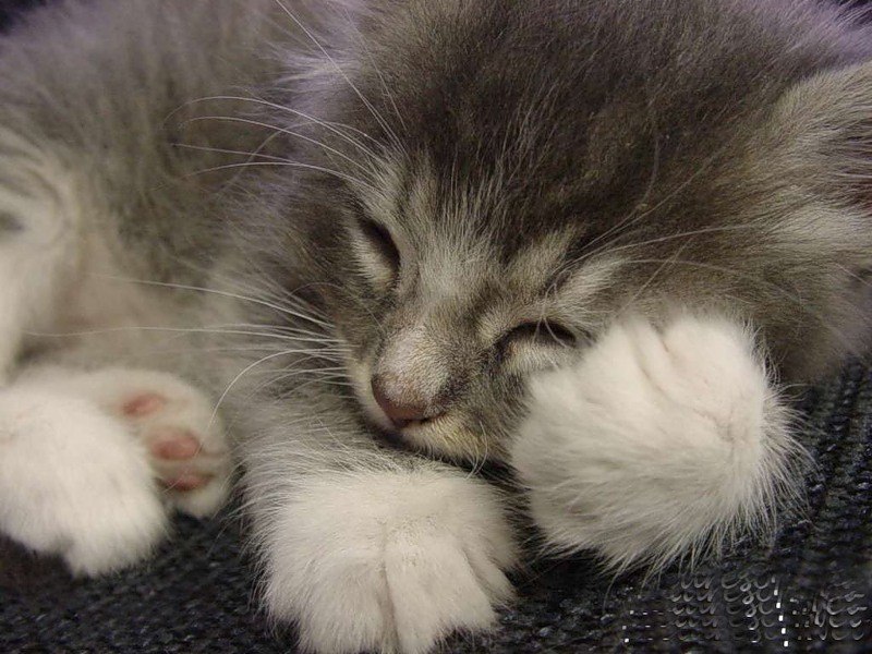 Ляйсан Шарафлисламова *ALIRA* | Уфа