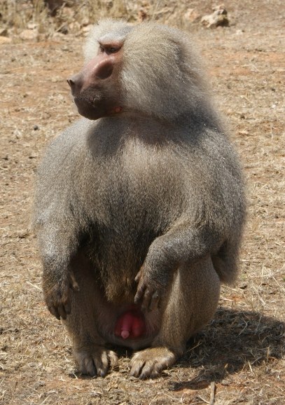 Дмитрий Семенов SiemenZZZ | Санкт-Петербург