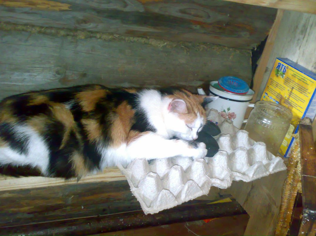 Николай Богданов | Колпино