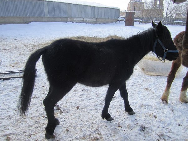 Анастасия Тесмеева | Подольск