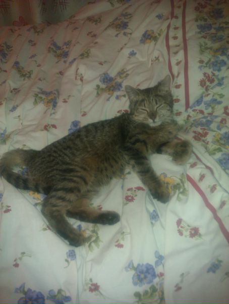 №11, Nikolay Smirnov, Звенигород №11, Nikolay Smirnov, Звенигород