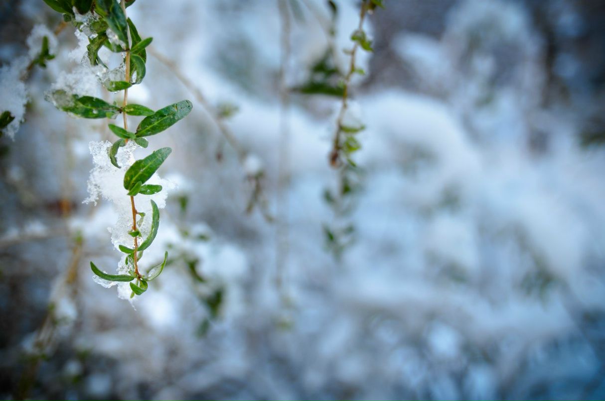 Ольжик Ковика | Киев