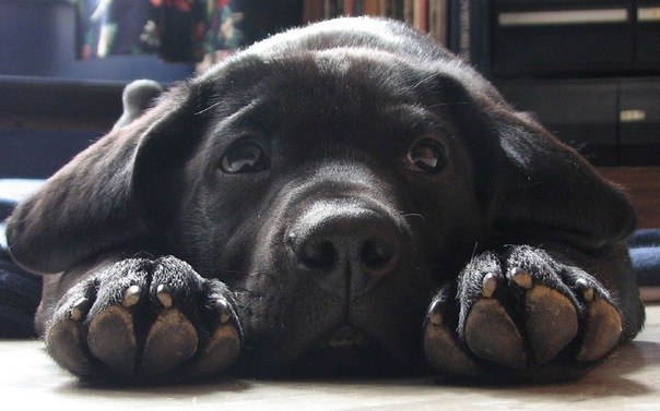 Петр Безуглов | Пенза