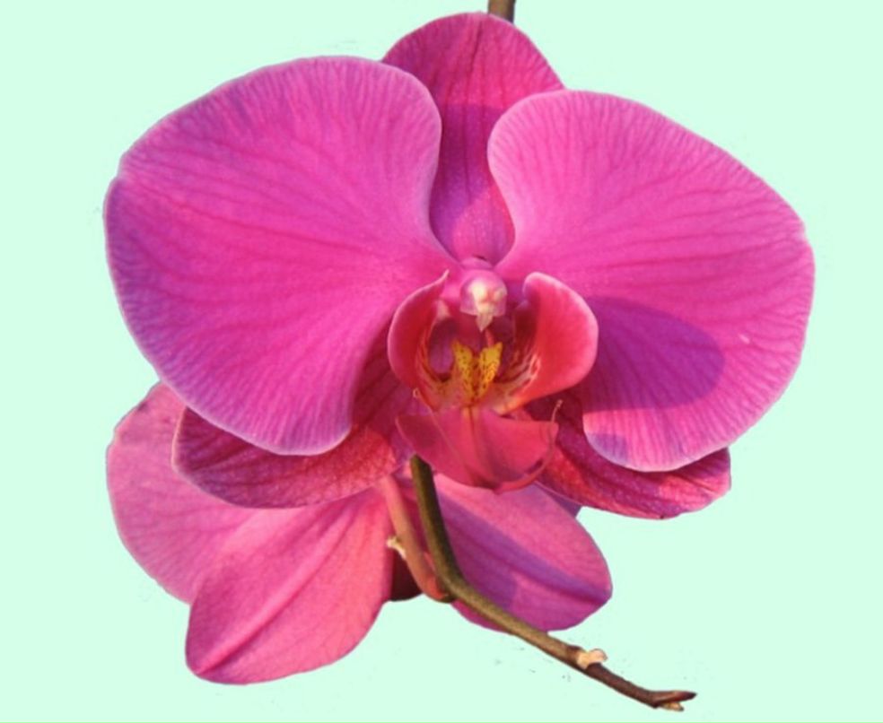 Олександр Дячук Suzuki | Киев