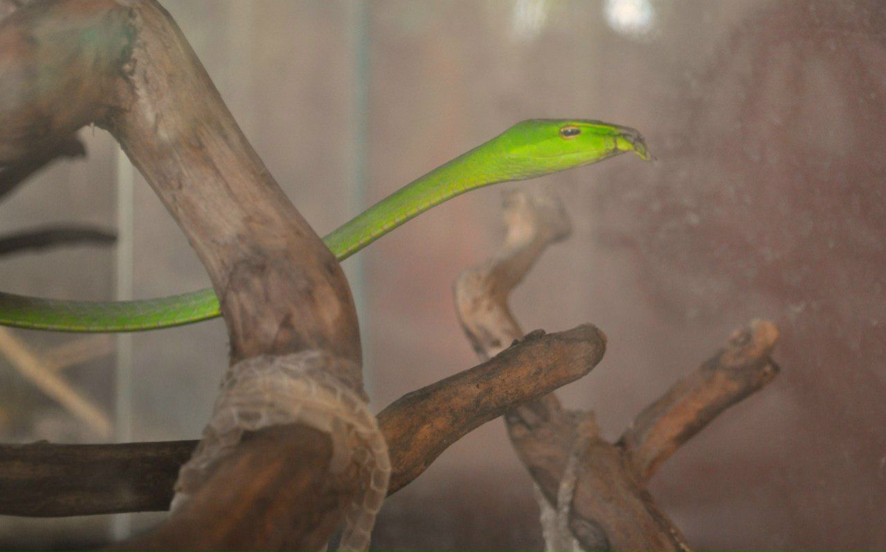 Евгения Левицкая ФЕЯ | Москва