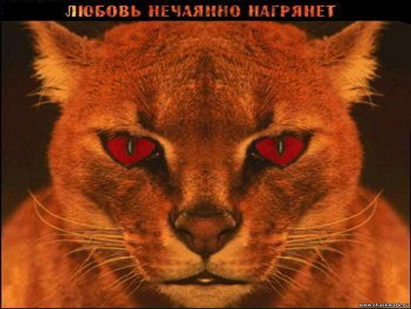 Антон Covers | Вологда