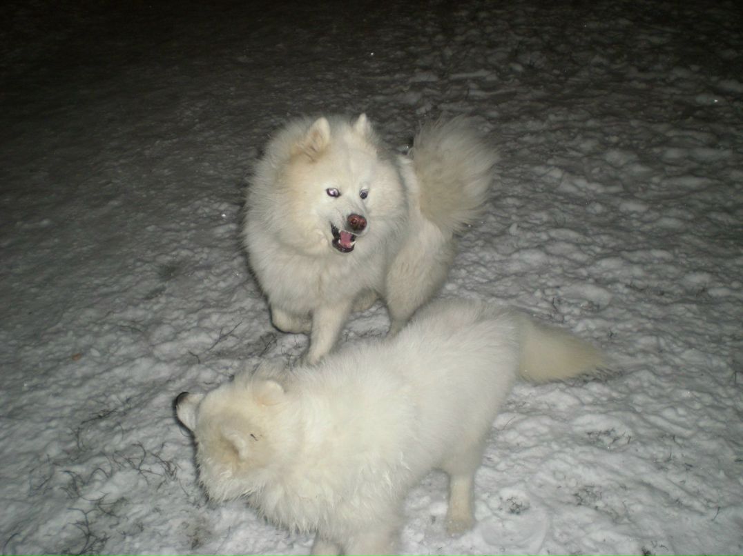 Олеся Пархоменко-Максимова | Pago Pago