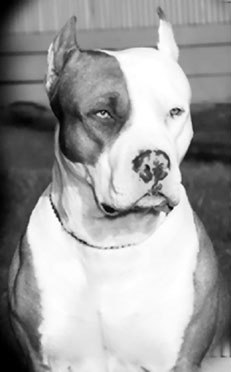 Андрей Квочко | 