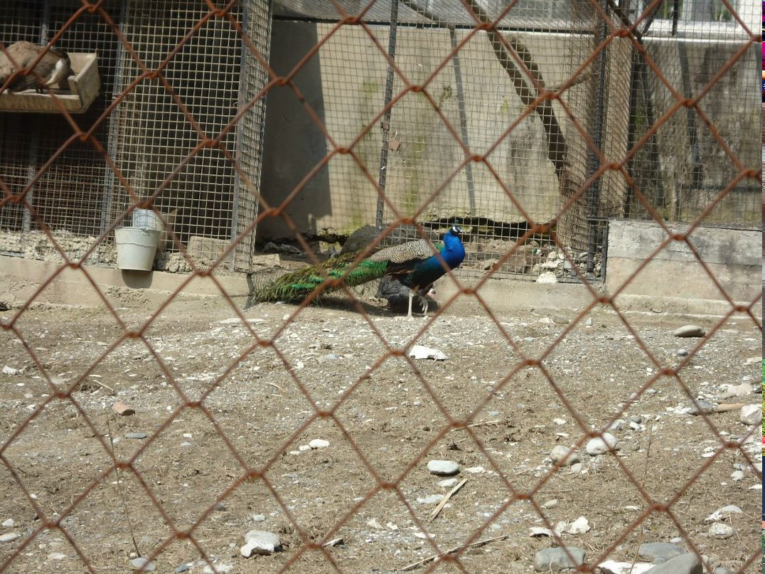 Виктория Щербакова | Санкт-Петербург