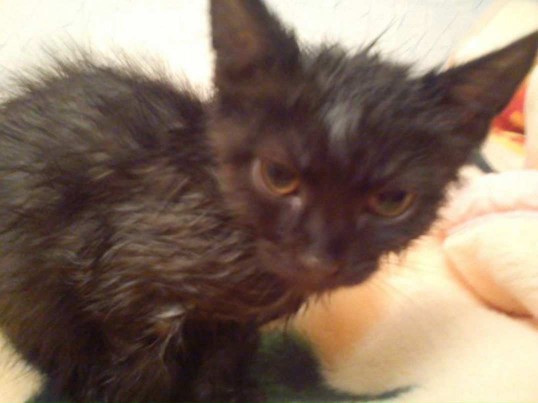 Василий Гаврилов Александрович | Пермь