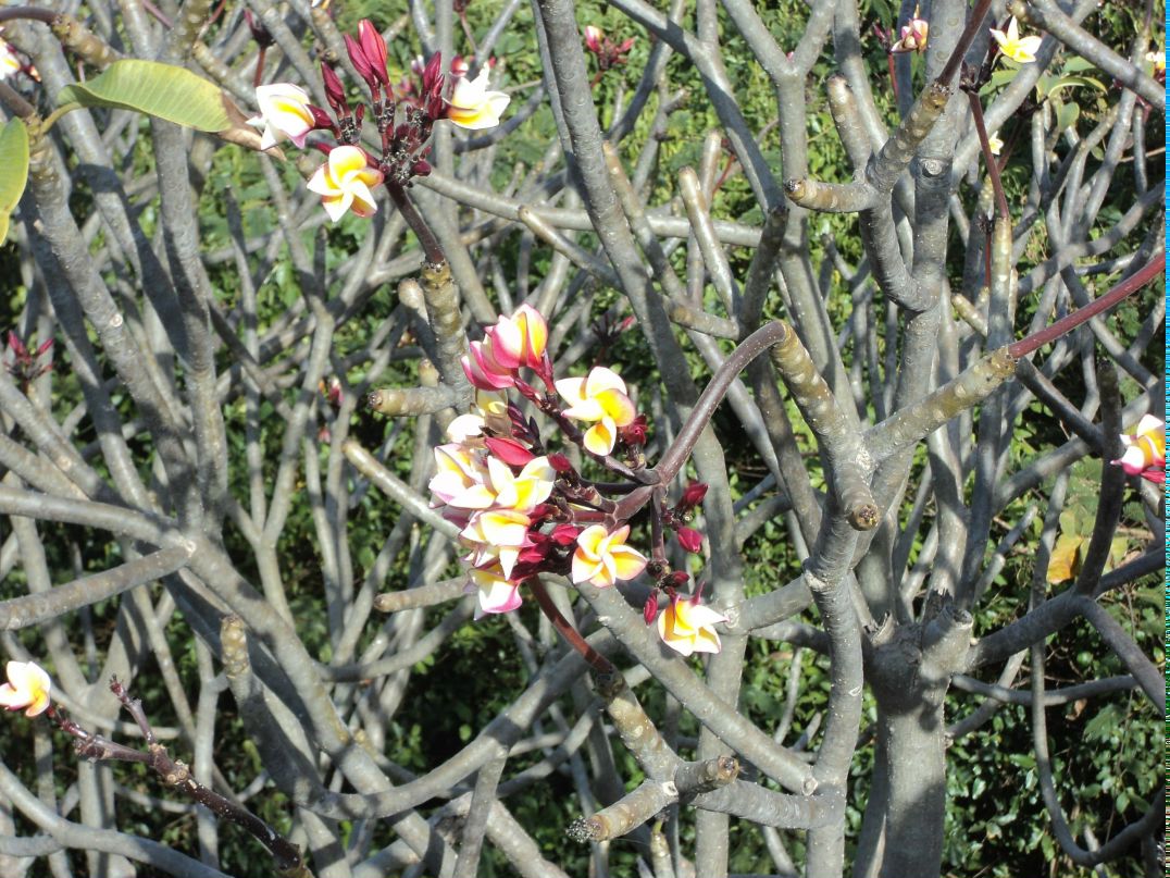 Наталья Лехова *Вивиан* | Новосибирск