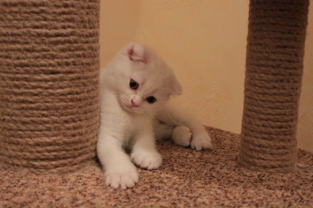 Александр Танков | Рига