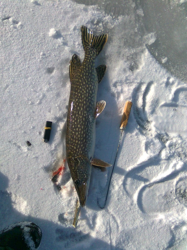 Дима Лосось | Киев