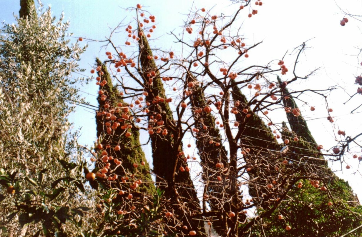 Ольга Старшинова - ostar - | Москва