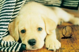 Ксенія Лецан Володимирівна | Тернополь