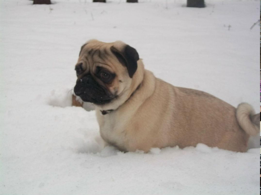 Инна Сломчинская | Белая Церковь