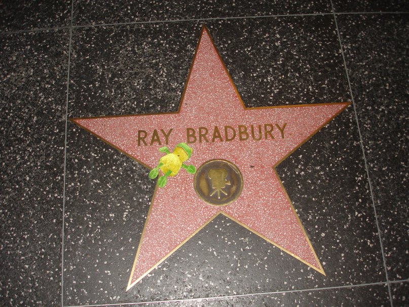 Лягуха Зырящая | Санкт-Петербург