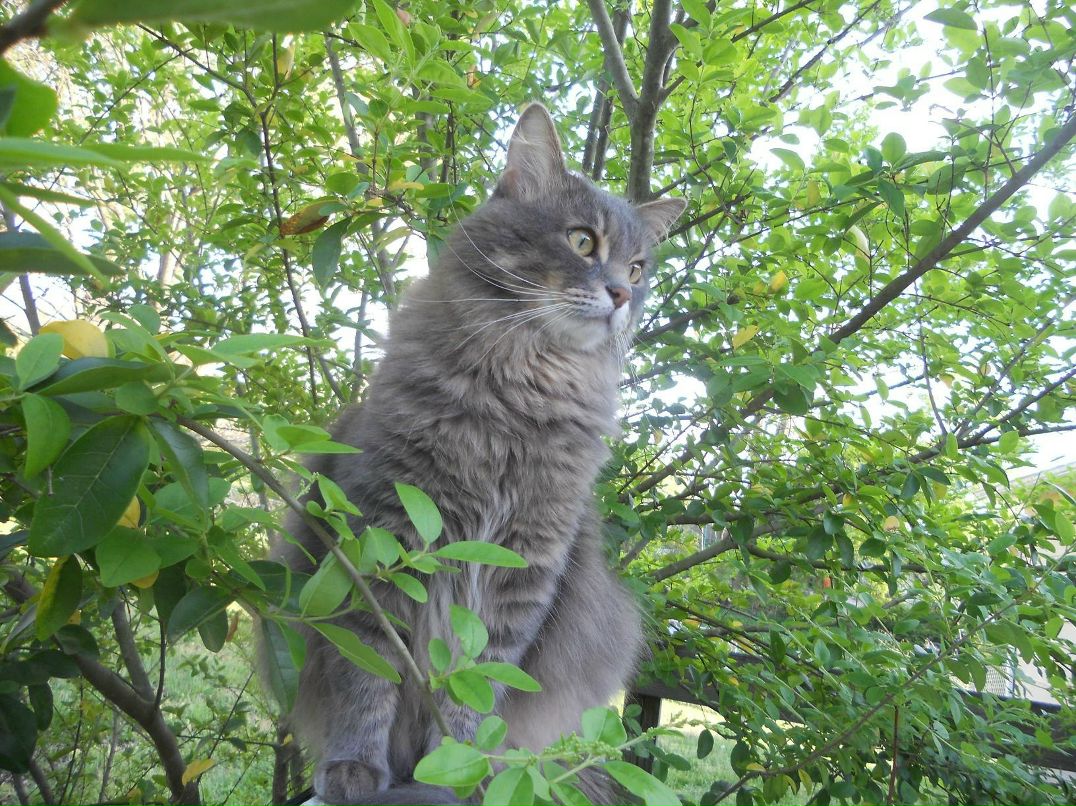 Елена Ховард | Nashville