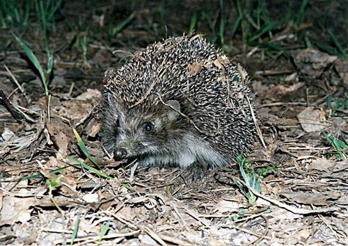 Инна Догонашева | Новосибирск