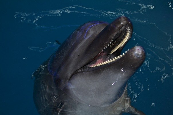 Паша Павлович FatBoy | Минск