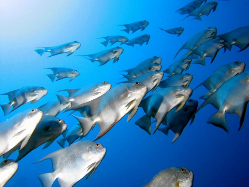 Ольга Евтешина | Вытегра