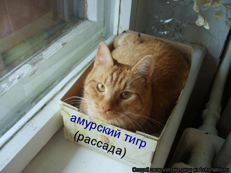 Любовь Широких | Чайковский