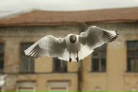 №34 Светлана Белых 20.03: профиль, фото, статус - ВКонтакте